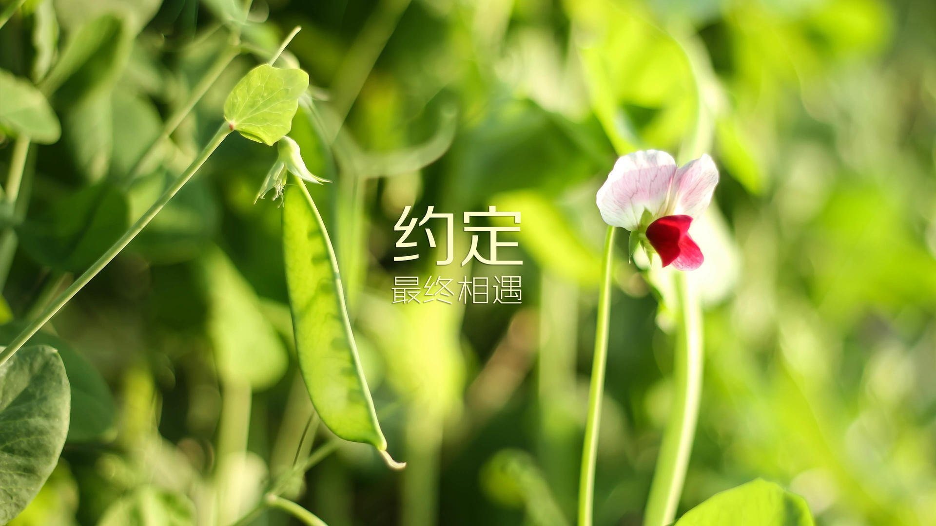 铁血防线与灵巧反击的博弈,德里赫特的持续杀伤如何成为AC米兰掀翻利物浦的战术密钥?