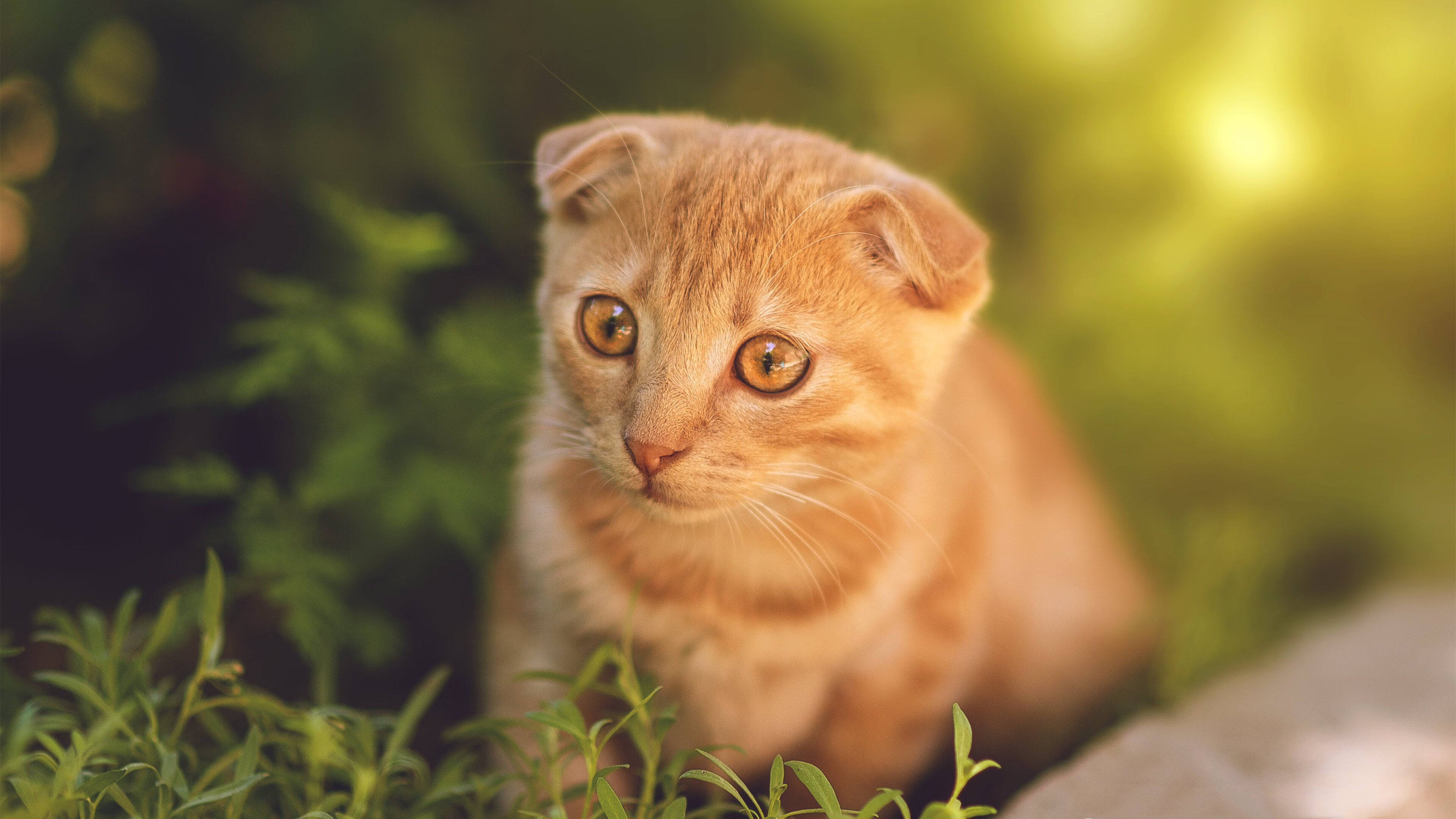 三线脱节却碾碎控球神话，黄喜灿的魔法时刻与墨西哥的战术逆袭