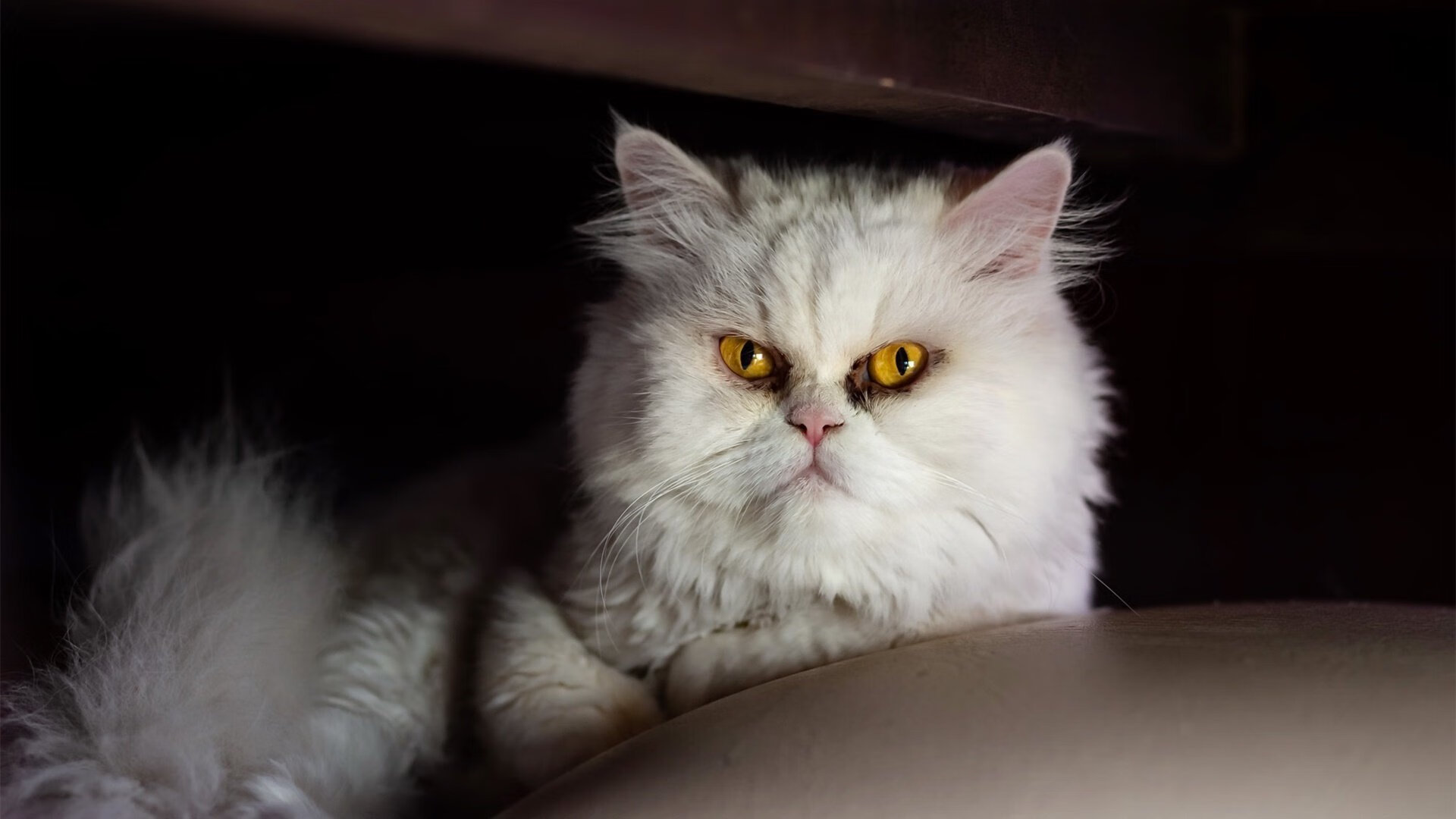 雷霆新王封印解除!米切尔狂砍39分越过KD,双子星联手撕裂开拓者