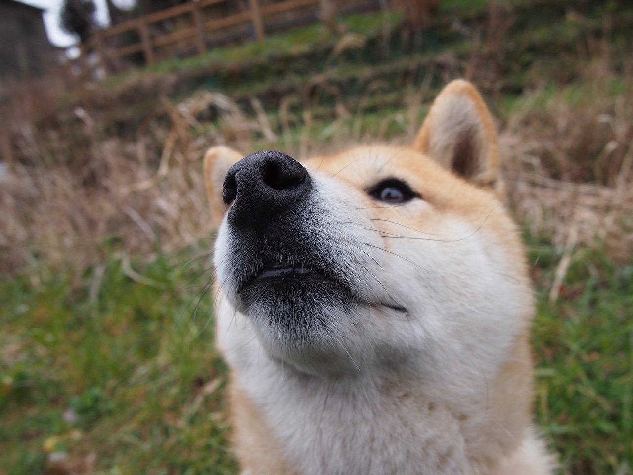 双线赛场，阿根廷的连续得分如何成为F1年度争冠的暗流？