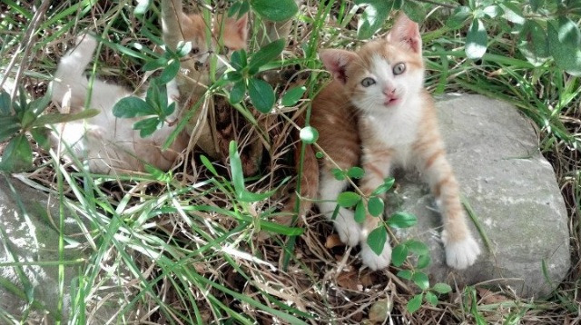 年度焦点之战，卡塔尔沙漠风暴撼动传统—一场定义亚洲足球新纪元的非典型争冠战