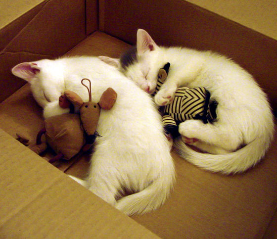 欧冠决战夜的双面利刃,阿什拉夫如何用攻防统治,改写了现代边后卫的定义