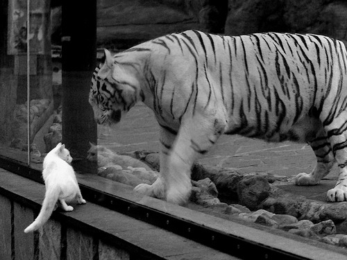 唯一性双重奏，巴斯托尼生涯之夜闪耀，埃及淘汰赛力克新西兰晋级