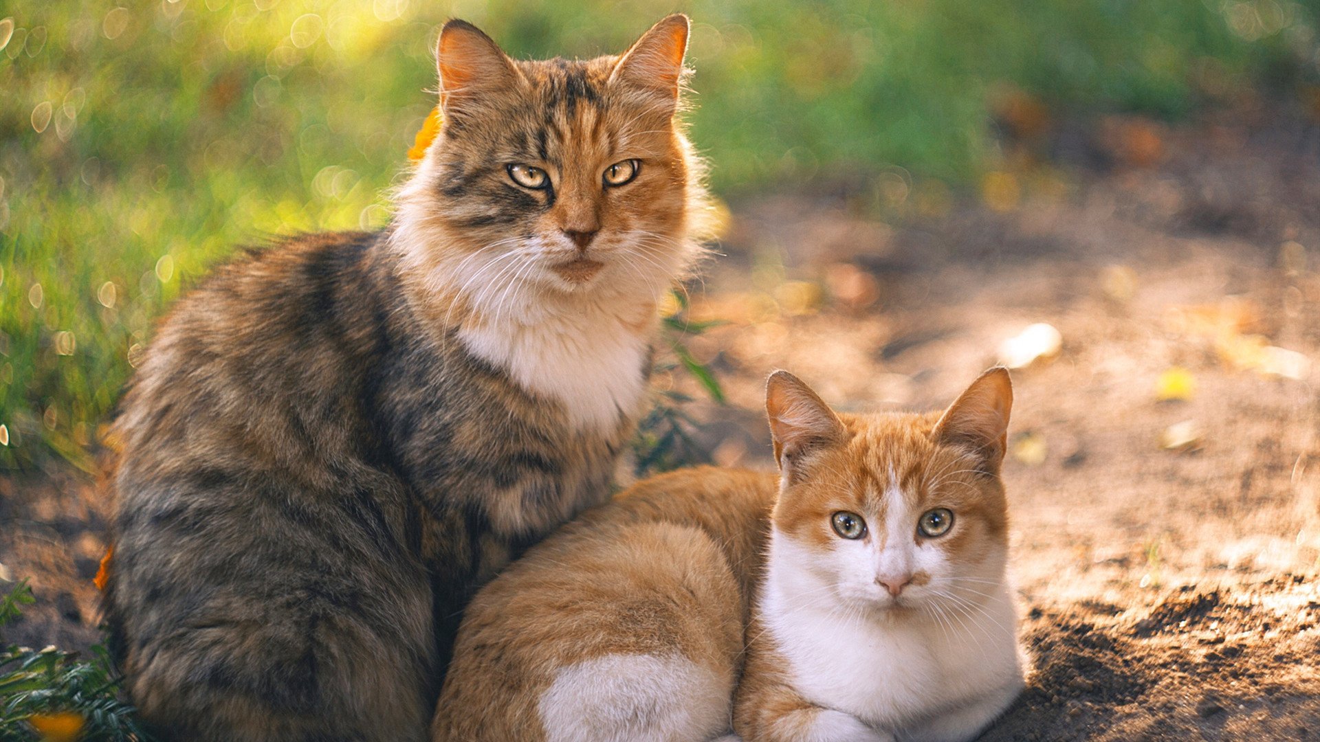 拳台夜雨，亚特兰大暴雨中的国歌与重拳