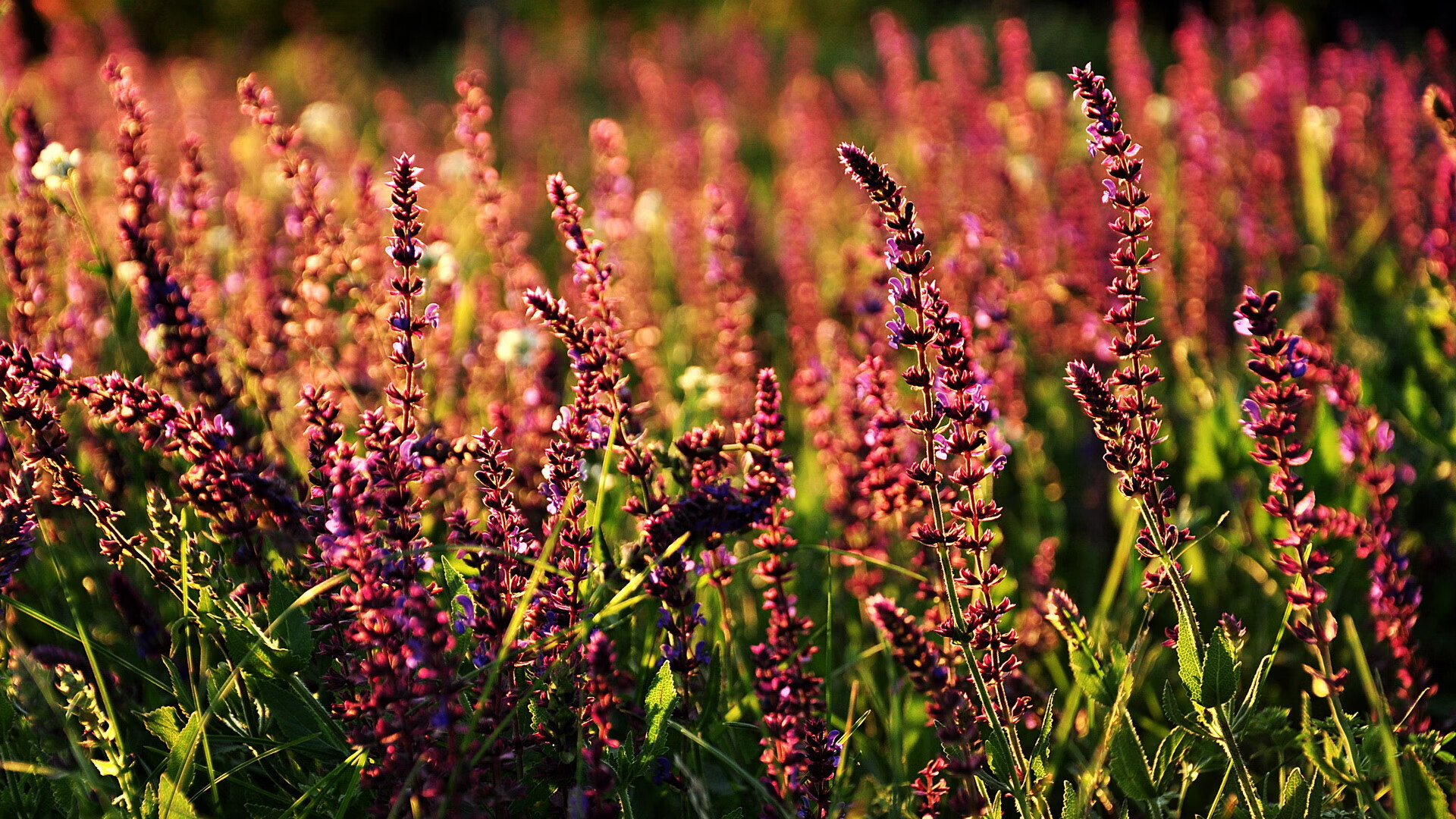 锻造奇迹，钢铁活塞如何终结篮网不败神话？
