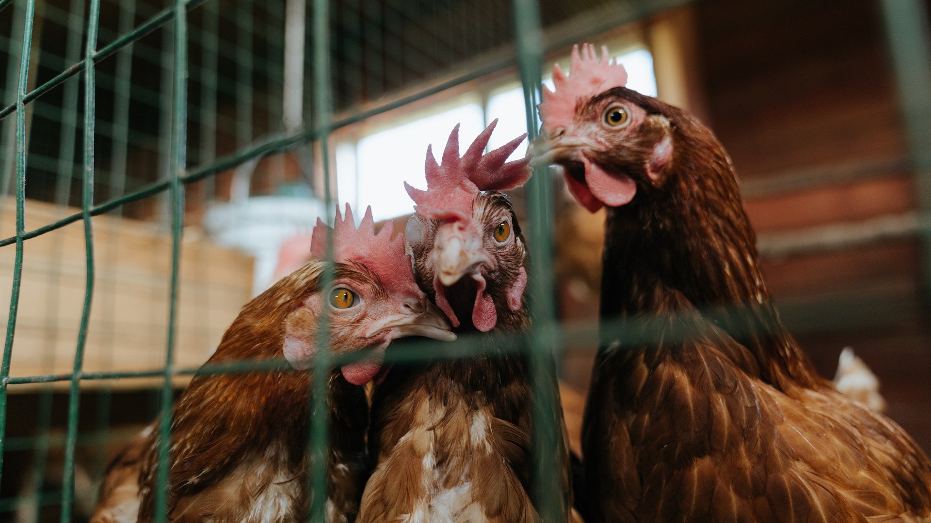 篮网踏平骑士与库里东决接管，篮球关键战的永恒记忆