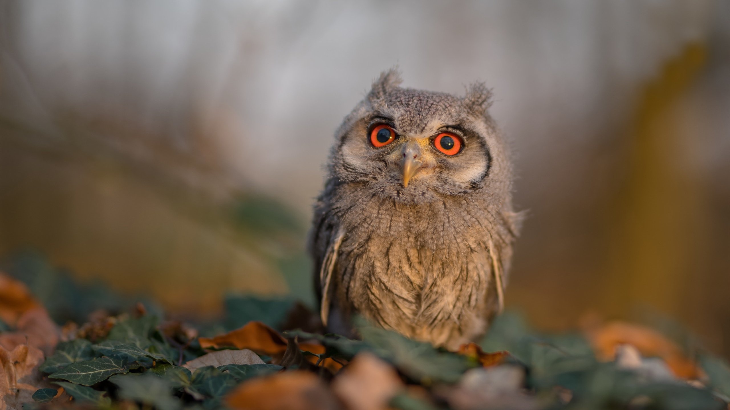 钢铁之网难锁冲天之龙，莫兰特在排名生死战中接管全局