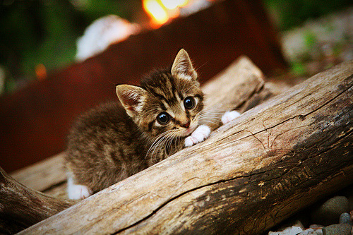 当库尔图瓦筑起叹息之墙，加纳用冰岛的童话写下现实注脚—论足球世界里那些无解的瞬间
