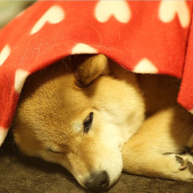 围场异类！马丁内利的隐形超车哲学，如何定义F1揭幕战新逻辑？