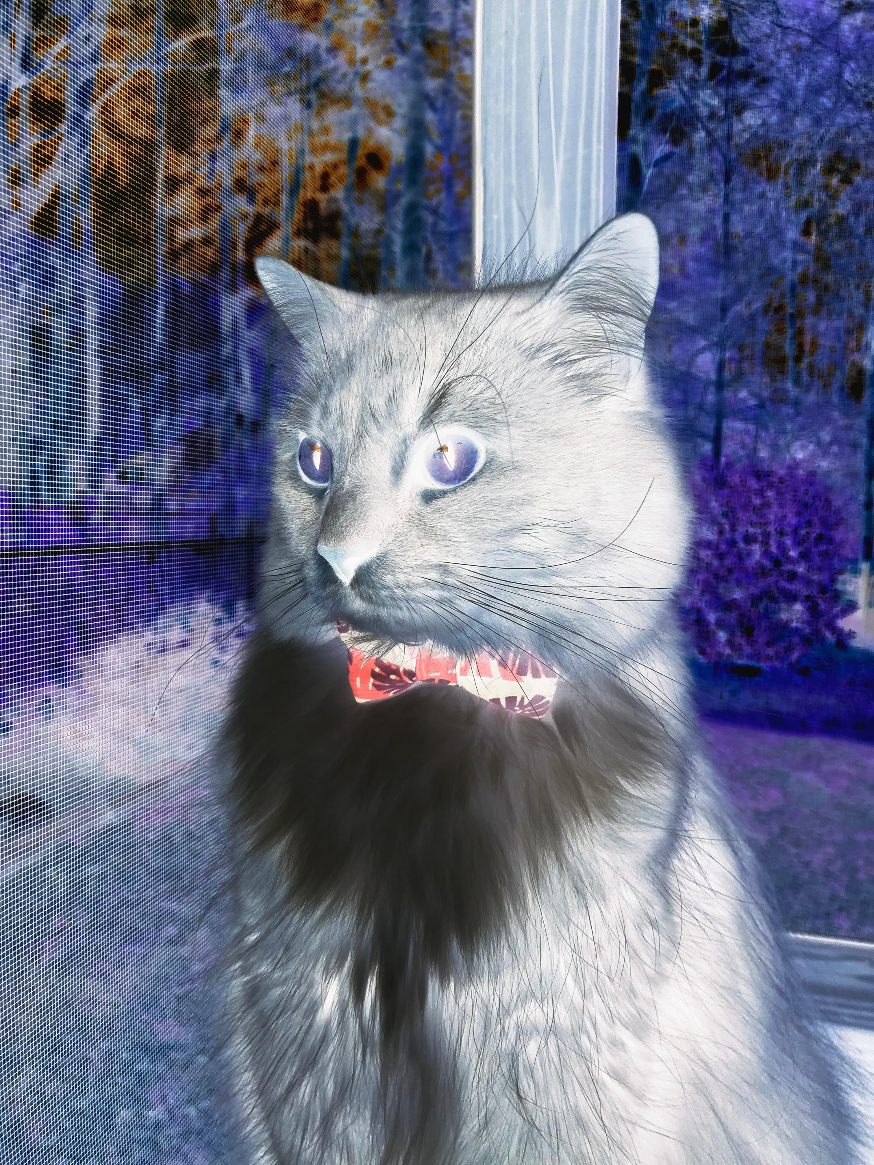 唯一性,当卢卡库的球鞋点燃了非洲的渴望