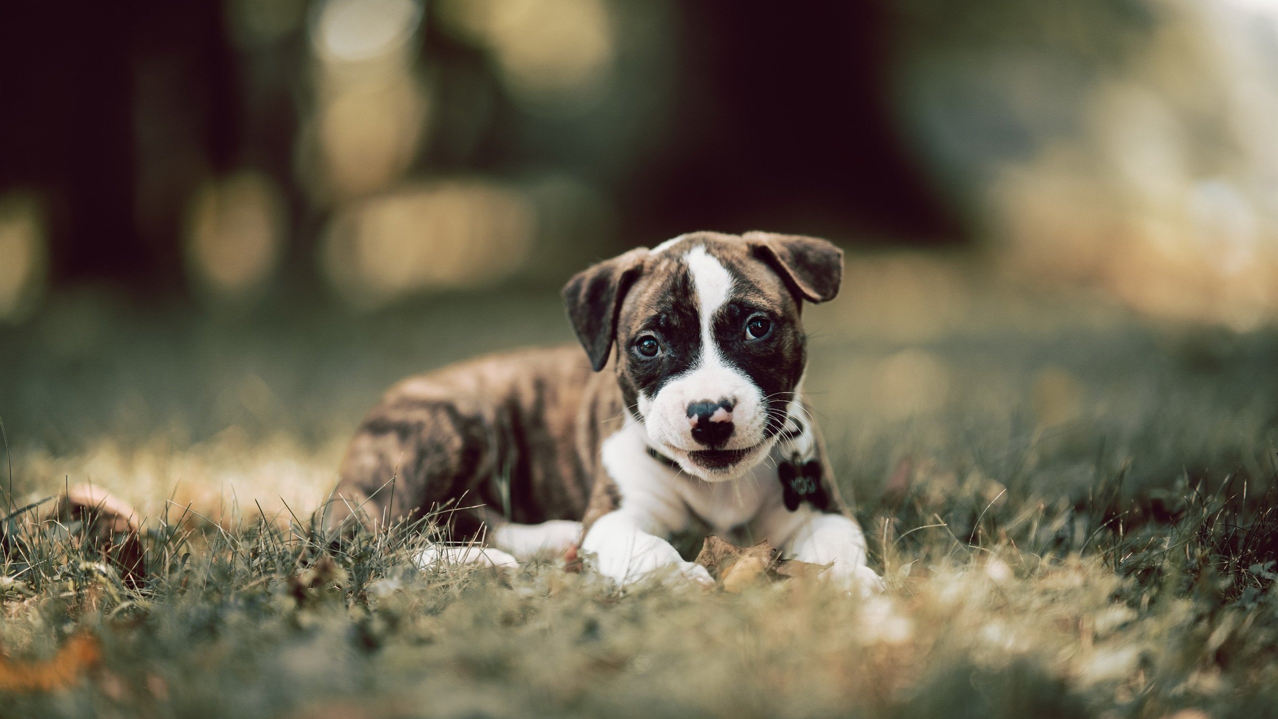 全能詹姆斯的王者时刻,山西队全面压制辽宁队