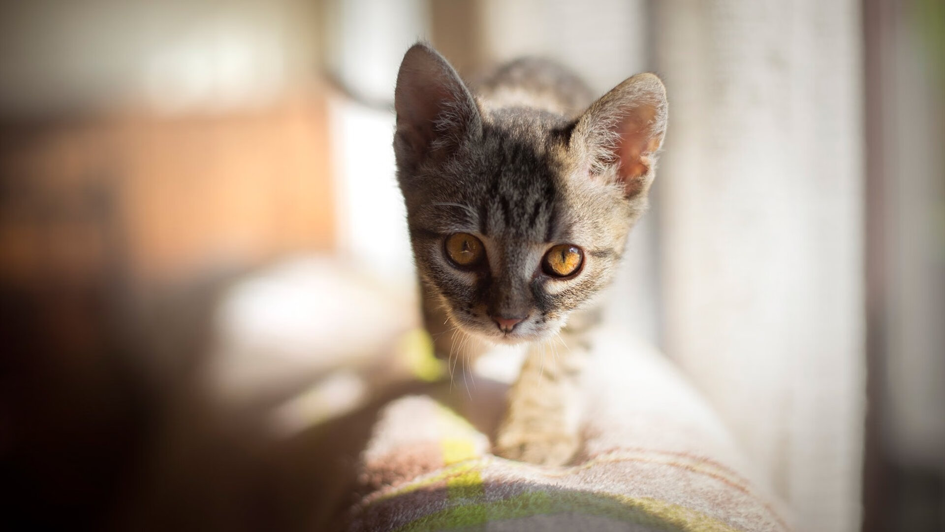 跨次元的碾压，当吉林队数据面板在燃烧，东契奇的完美答卷