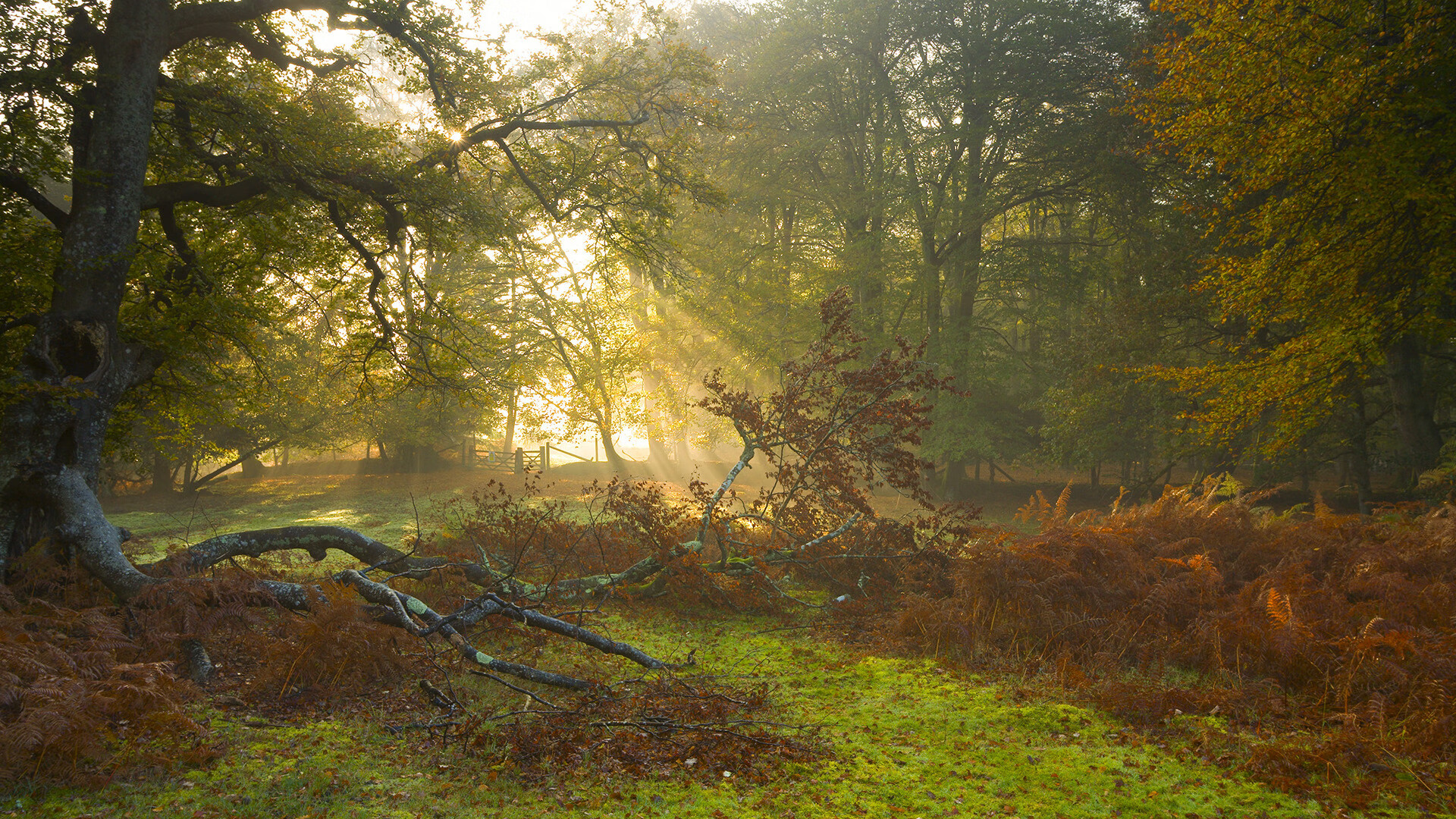 从马拉多纳的喧嚷到世界杯的沉默，德里赫特如何将那不勒斯的翻盘基因铸成统治力