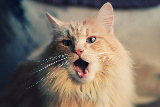 爱尔兰血拼马竞，蓝黑军团用2240万欧元，换回一个关键先生